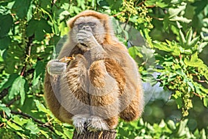 White-handed gibbon (Hylobates lar)