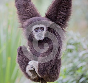 White-handed Gibbon (Hylobates lar) hanging on a tree.