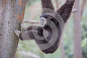 White-handed Gibbon (Hylobates lar) hanging on a tree.