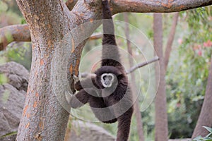 White-handed Gibbon (Hylobates lar) hanging on a tree.