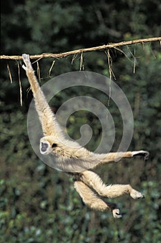 WHITE-HANDED GIBBON hylobates lar, FEMALE HANGING FROM LIANA