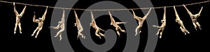 WHITE-HANDED GIBBON hylobates lar, FEMALE HANGING FROM LIANA, MOVEMENT SEQUENCE