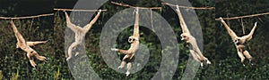 White-Handed Gibbon, hylobates lar, Moving, hanging from Liana, Movement Sequence