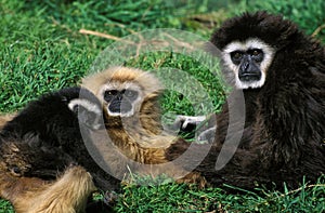 WHITE-HANDED GIBBON hylobates lar, PAIR WITH YOUNG