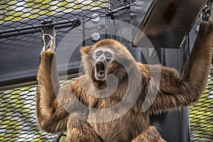 A White-Handed Gibbon & x28;Hylobates Lar& x29; in a Zoo Cage at Utica, New York