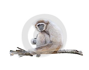 White-handed gibbon isolated in white