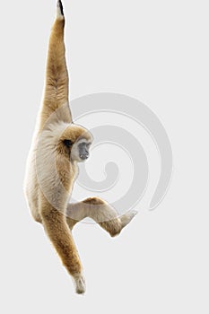 White handed Gibbon or Lar Gibbon hanging from a tree on a white background