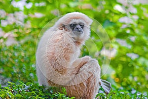 White handed gibbon the reserved wildlife animal