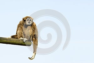 White-Handed Gibbon Sitting photo