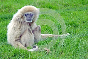 White Handed Gibbon Sitting