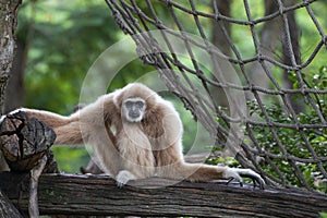 white-handed gibbon sitting alone on the timber