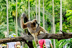 White handed gibbon sitting in a tree in nature.