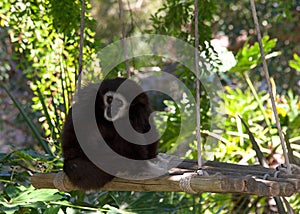 White handed gibbon on a tree swing