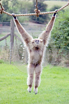 White Handed Gibbon Swinging