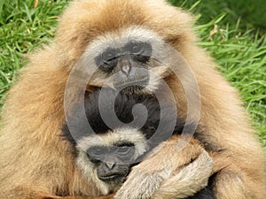 White handed gibbons hugging