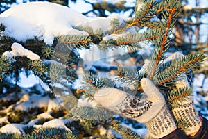 White handmade mittens on snow on blue spruce