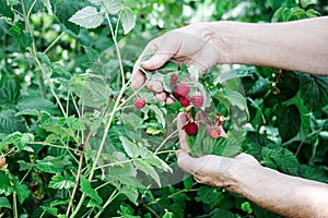 White hands hold fruit in the garden summer  close up gardening relaxing vegetarian outside farming healthy organic produce woman