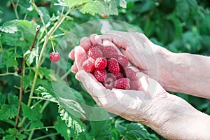 White hands hold fruit in the garden summer  close up gardening relaxing vegetarian outside farming healthy organic produce woman