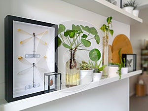 White hanging shelves with multiple plants and framed taxidermy insect art such as butterflies in a black and white interior photo
