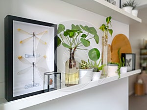 White hanging shelves with multiple plants and framed taxidermy insect art such as butterflies in a black and white interior