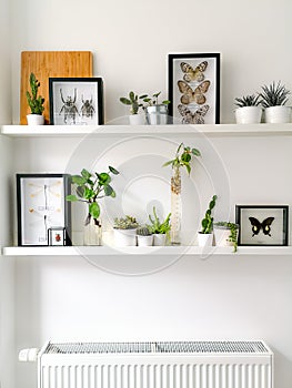 White hanging shelves with numerous plants and framed taxidermy insect art such as butterflies, beetles and dragonflies