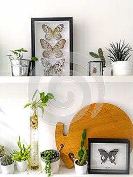 White hanging shelves with numerous plants and framed taxidermy insect art such as butterflies and a colorful beetle photo