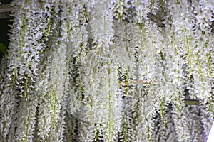 White hanging wisteria flowers in tochigi flower park, japan