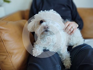 White Cute bichon dog cuddling to the man.