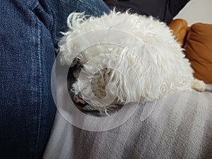 White Cute bichon dog cuddling to the man.