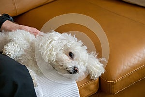 White Cute bichon dog cuddling to the man.