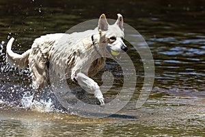 White happy dog playing and swimming on a river, at Armacao Beach, Florianopolis, Brazil