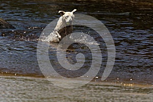 White happy dog playing and swimming on a river, at Armacao Beach, Florianopolis, Brazil