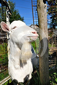 White happy goat slyly smiling eating grass. Pet symbol of the year in the Chinese calendar cyclical