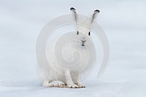 White hare (Lepus timidus). Hare sits on the snow in the tundra. photo