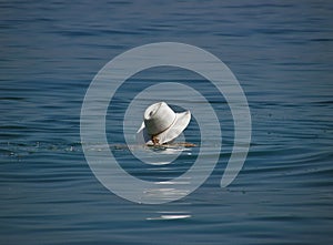 White hat in the sea