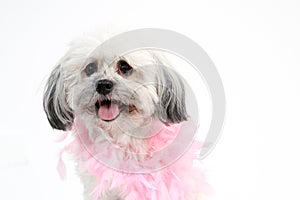 White Havanese dog with pink boa