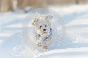 White havanese dog running in the snow