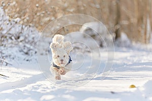 White havanese dog running in the snow