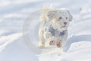 White havanese dog running in the snow