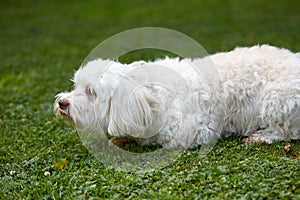 White havanese dog sitting in the green grass in the garden