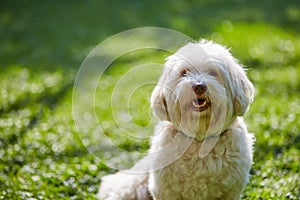 White havanese dog sitting in the green grass in the garden