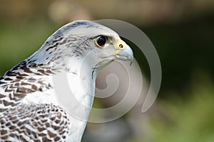 white hawk closeup portrait