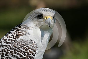 white hawk closeup portrait