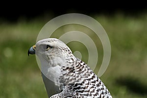 white hawk closeup portrait with green forest on background