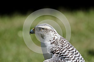 white hawk closeup portrait with green forest on background