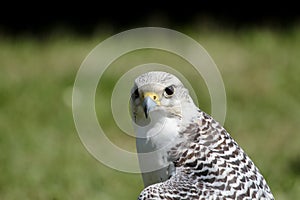 white hawk closeup portrait with green forest on background