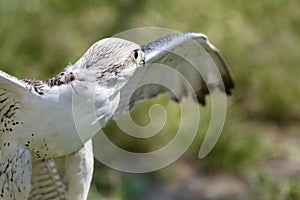 white hawk closeup portrait with green forest on background