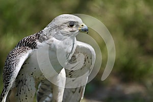 white hawk closeup portrait with green forest on background