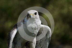 white hawk closeup portrait with green forest on background