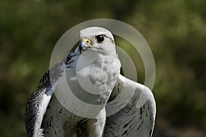 white hawk closeup portrait with green forest on background